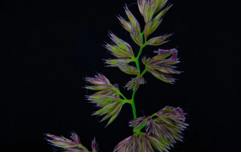 a close up of a flower stem on a black background, by Robert Brackman, hurufiyya, underwater sea dragon, miniature product photo, fluorescent skin, shaggy