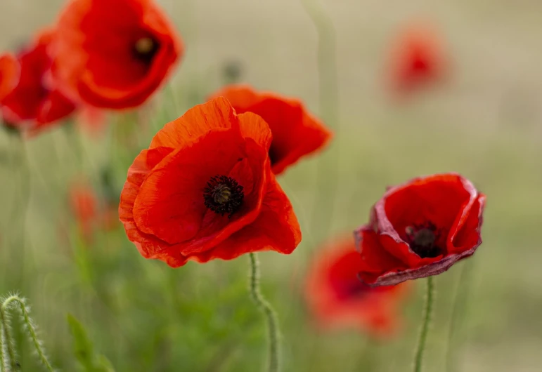 a group of red flowers sitting on top of a lush green field, a portrait, by Jan Rustem, shutterstock, fine art, dead but beautiful. poppies, close up photograph, stock photo, focus stacking