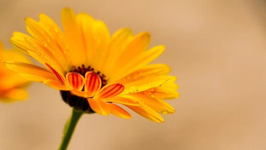 a close up of a yellow flower on a stem, a picture, by Jan Rustem, yellow and orange color scheme, wallpaper mobile, daisy, splash of color