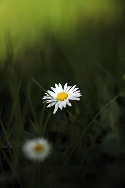 a white flower sitting on top of a lush green field, minimalism, flash photo, daysies, against dark background, nature photo