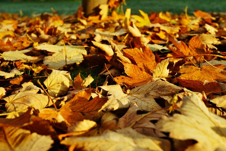 a bunch of leaves that are laying on the ground, a picture, by Istvan Banyai, shutterstock, late afternoon, gold, stock photo, cut