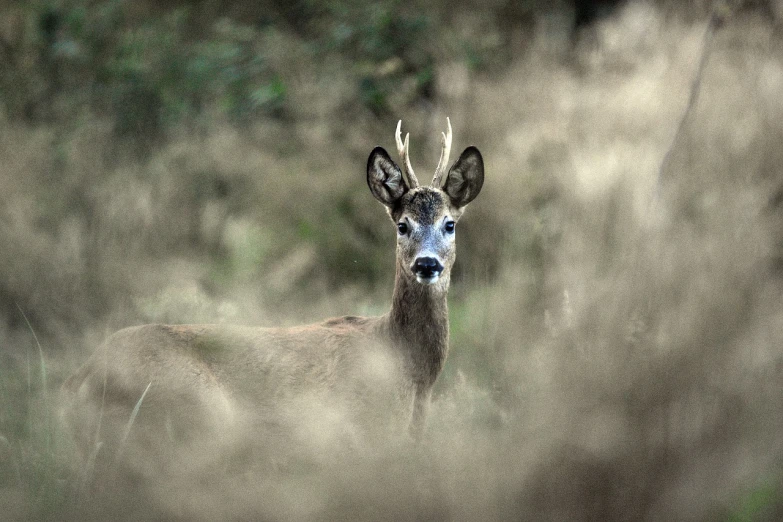 a deer that is standing in the grass, a picture, by Thomas Bock, shutterstock, minimalism, brown mist, shot on a 2 0 0 3 camera, portrait of a sharp eyed, backpfeifengesicht