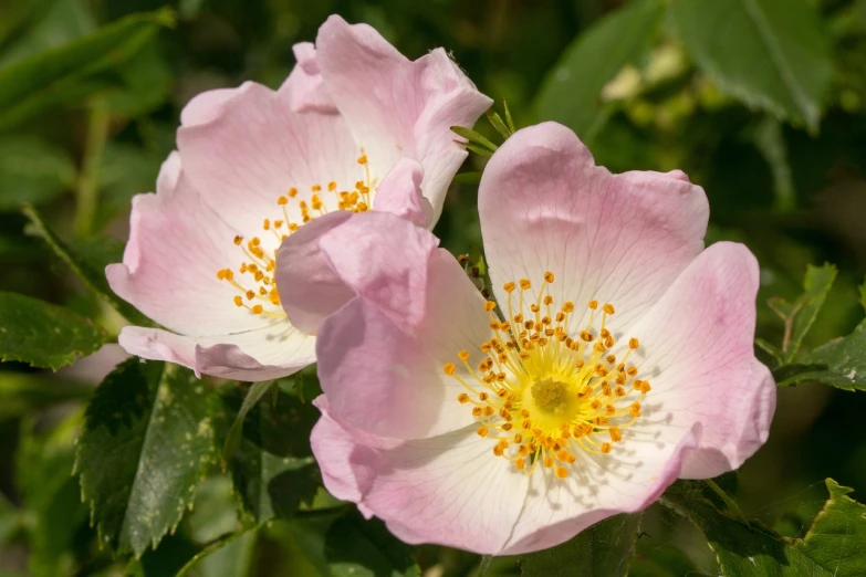 a close up of two pink flowers with green leaves, a portrait, by Edward Corbett, pixabay, melanchonic rose soft light, on a sunny day, manuka, porcelain