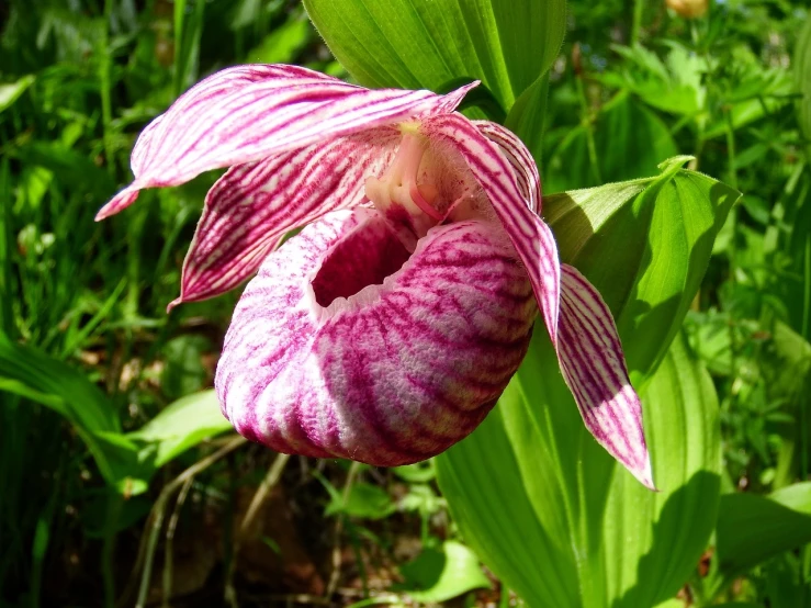 a close up of a flower on a plant, by Jim Nelson, flickr, overgrown with thick orchids, wearing pink floral chiton, wisconsin, beautiful flower