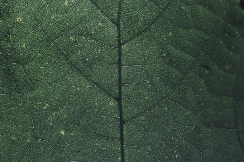 a close up of a leaf of a plant, a macro photograph, renaissance, alessio albi, high resolution texture, forest green, high delicate defined details