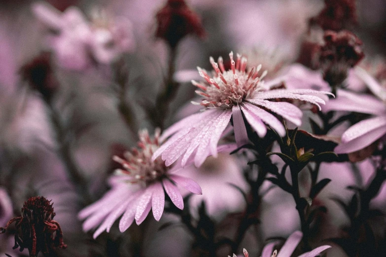 a close up of a bunch of purple flowers, a picture, inspired by Elsa Bleda, unsplash, pink and grey muted colors, alessio albi, sigma 85/1.2 portrait, intricate plants