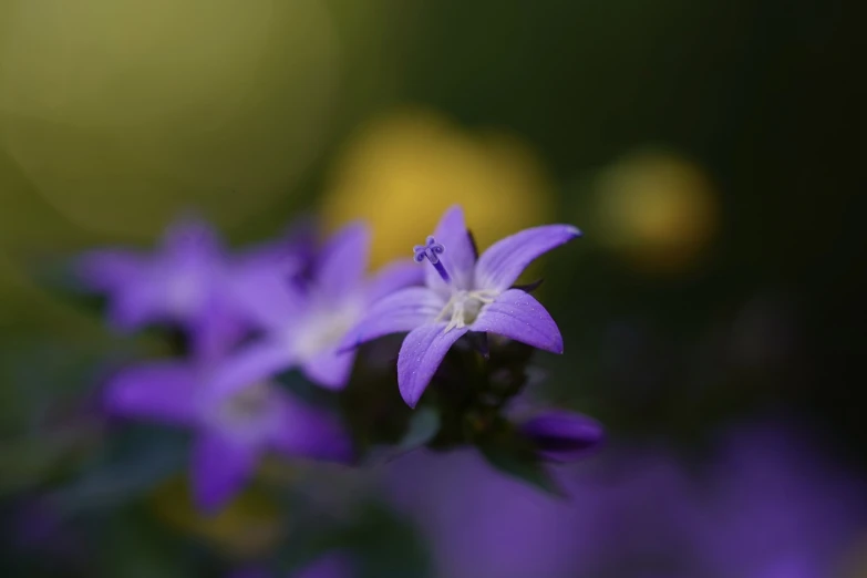 a group of purple flowers sitting next to each other, a macro photograph, bokeh photo