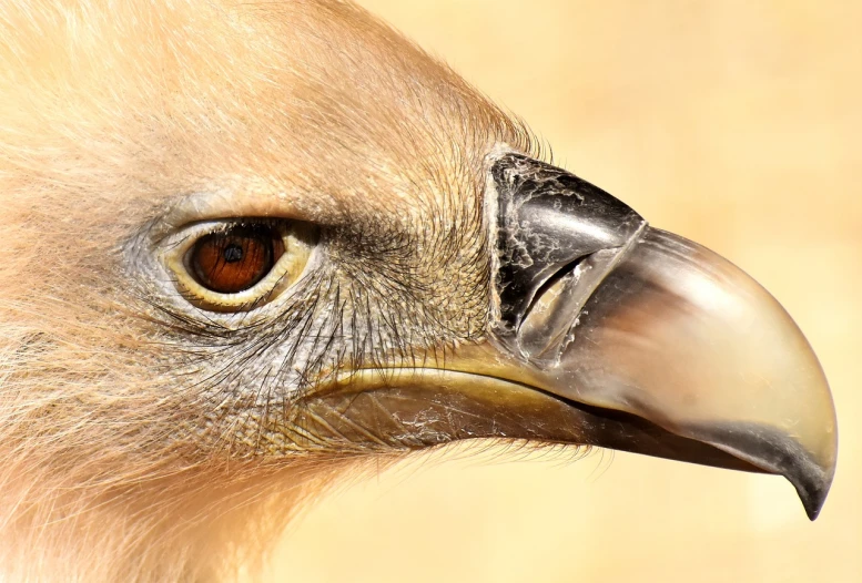 a close up of a bird of prey, a portrait, shutterstock, hurufiyya, camel, ultrafine detail ”, uhd face details, zoo photography