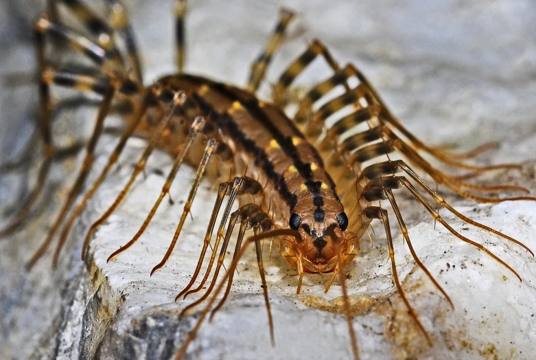 a close up of a centipe on a rock, flickr, giant centipede, !female, thin spikes, hila klein