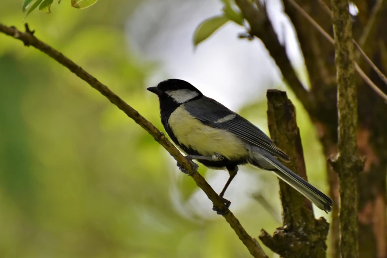 a black and white bird perched on a tree branch, by Dietmar Damerau, pixabay, bauhaus, perched on a mossy branch, pot-bellied, ophanim has bird wings, male and female