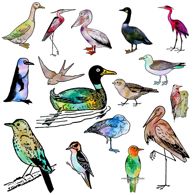 a group of birds sitting on top of a black surface, an illustration of, by Siona Shimshi, shutterstock, illustration iridescent, cut out collage, ships, museum quality photo