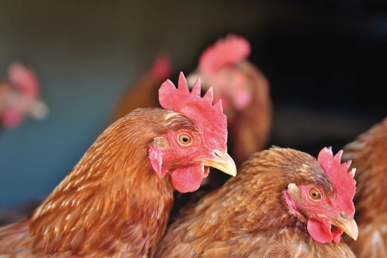 a group of chickens standing next to each other, a portrait, shutterstock, closeup at the food, journalism photo, reddish, close - up