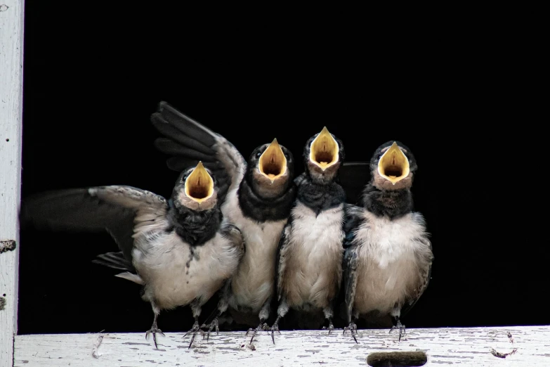 a group of birds sitting on top of a window sill, a picture, by Dave Allsop, with wide open mouth, on black background, singing, stretch