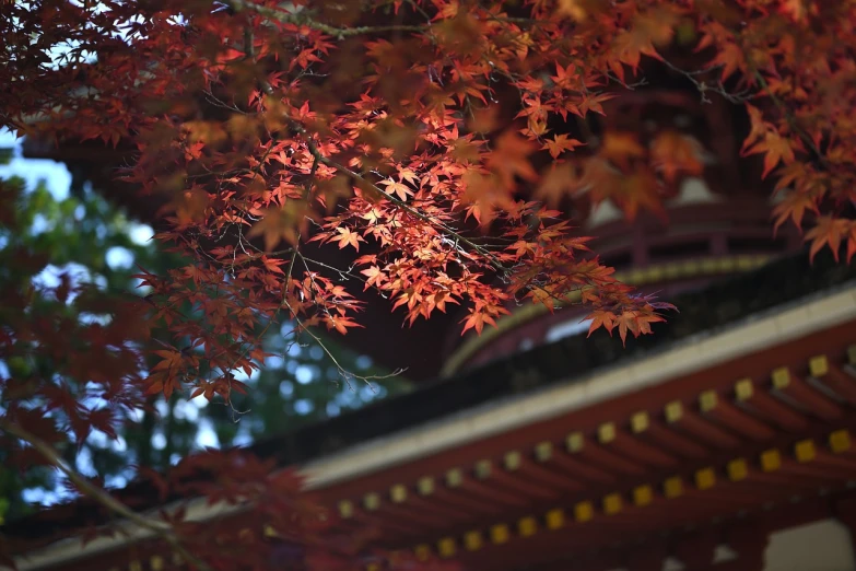 a close up of a tree with red leaves, a picture, by Torii Kiyomasu II, bronze!! (eos 5ds r, roofed forest, 50 mm sigma art, 中 元 节