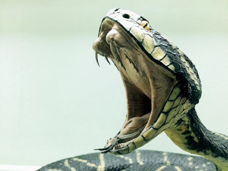 a close up of a snake with its mouth open, a picture, by Matija Jama, pixabay, cobra, screaming in agony, hq 4k phone wallpaper, angry 8 k, an artistic pose