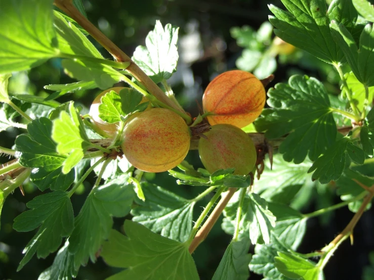 a close up of a bunch of fruit on a tree, by Dietmar Damerau, flickr, hurufiyya, gooseman, with vegetation, shade, caramel