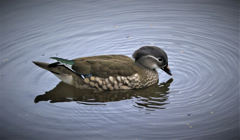 a duck floating on top of a body of water, a portrait, by Jim Nelson, flickr, photograph taken in 2 0 2 0, gray mottled skin, green skinned, spectacled