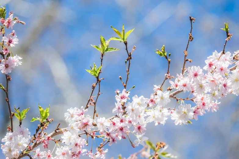 a bird sitting on top of a branch of a tree, a picture, shutterstock, arabesque, sakura bloomimg, visible from afar!!, operation, high details photo