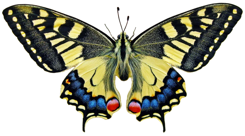 a close up of a butterfly on a black background, shutterstock, digital art, symmetrical front view, centred in image, swallowtail butterflies, which splits in half into wings