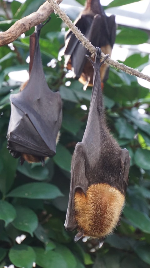 two bats hanging upside down on a tree branch, hives, jia ruan, wikimedia commons, caramel