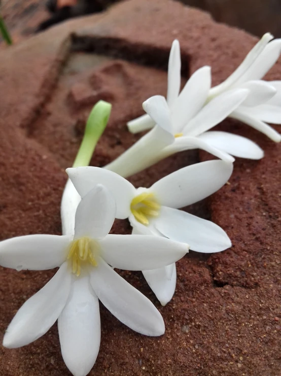 a couple of white flowers sitting on top of a rock, a macro photograph, by Nancy Carline, arabesque, michilin star, hyacinth, flowers growing out of his body, sienna