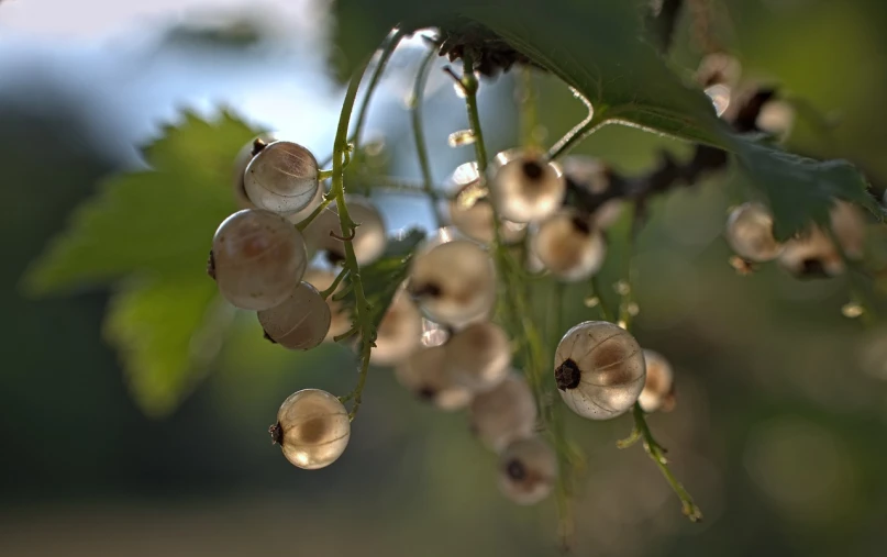 a close up of a bunch of berries on a tree, a macro photograph, by Jan Rustem, romanticism, gleaming white, it\'s raining, bells, summer evening