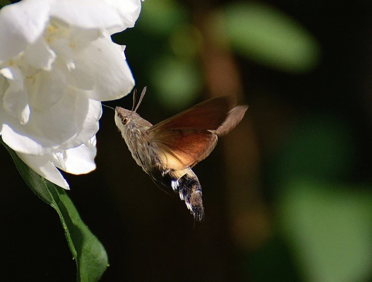 a close up of a moth on a flower, by Alexander Runciman, flickr, hurufiyya, in flight, trimmed with a white stripe, hummingbird, view from the side”