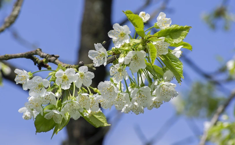 a tree branch with white flowers against a blue sky, a portrait, by Erwin Bowien, pixabay, cherries, 1 6 x 1 6, stock photo, emerald