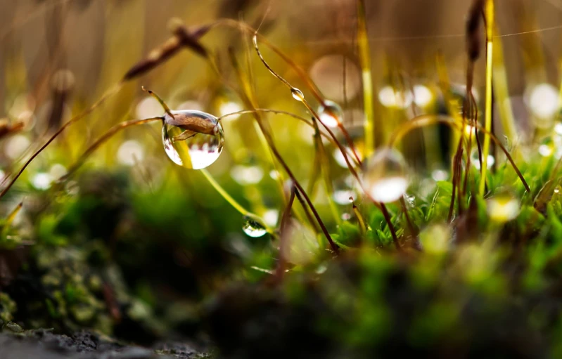 a couple of drops of water sitting on top of a moss covered ground, by Alexander Bogen, autumn bokeh, mirror dripping droplet, straw, located in a swamp at sunrise