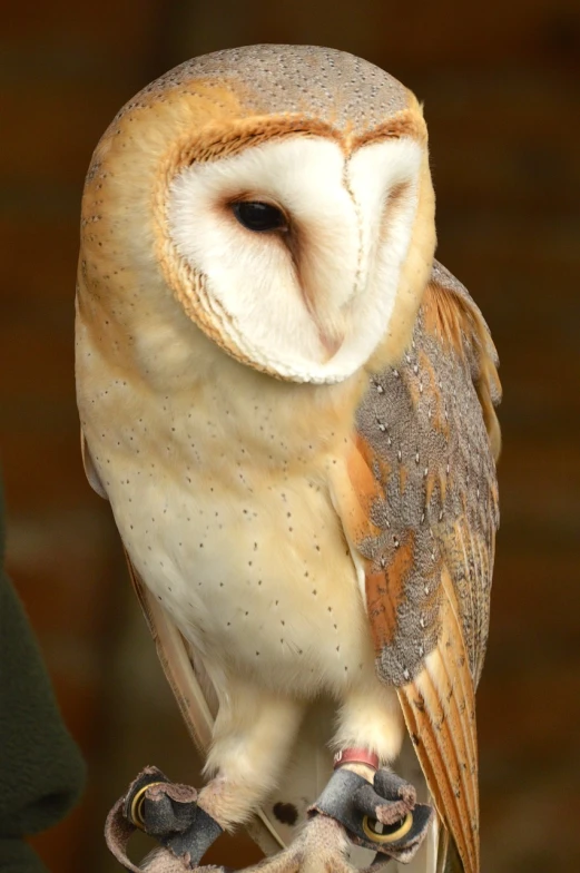 a close up of a bird on a person's arm, a portrait, by Robert Brackman, shutterstock, barn owl mask, doing an elegant pose, wallpaper - 1 0 2 4, wooden