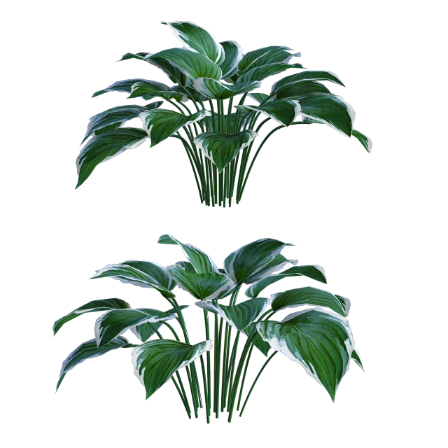 a couple of plants that are next to each other, a digital rendering, by senior environment artist, on black background, calatrava, -h 1024, highly detailed picture