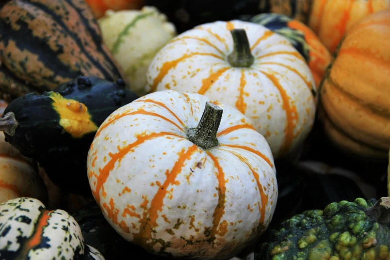 a pile of different types of squash and gourds, a photo, symbolism, speckled, close up photo, pumpkin patch, high quality product image”