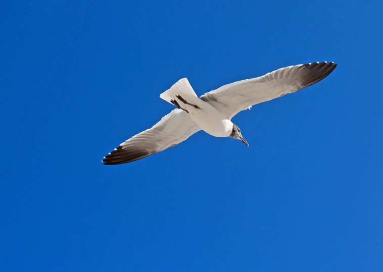 a white bird flying through a blue sky, a photo, by David Budd, australia, worm\'s eye view, highres, on the ocean