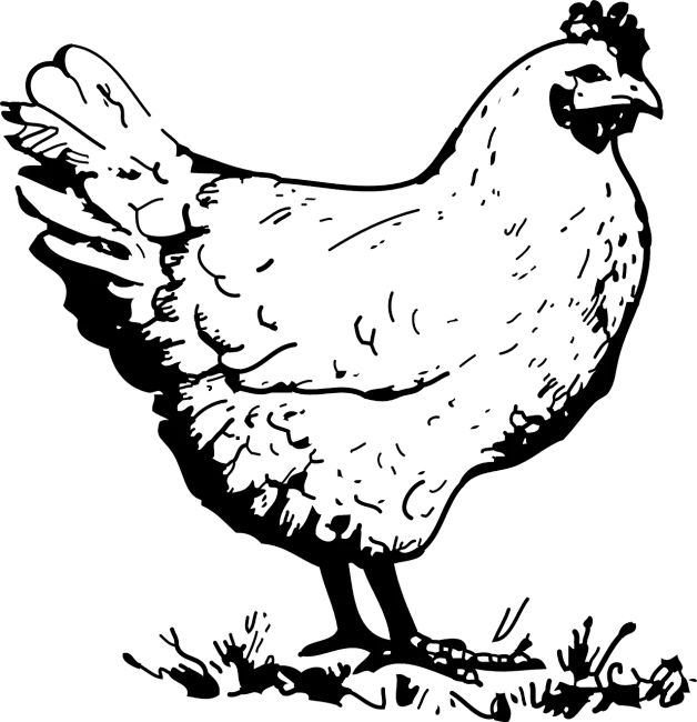 a black and white drawing of a chicken, lineart, by Andrei Kolkoutine, pixabay contest winner, ascii art, full screen, background dark, coloring pages, complete body view
