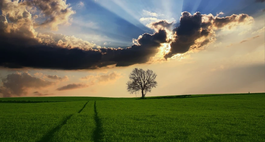 a lone tree sitting on top of a lush green field, a picture, by Ismail Acar, trending on pixabay, sun shining through clouds, silver lining, sunset. light shadow, in the middle of a field