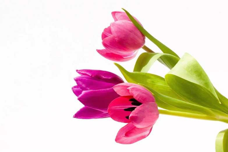 two pink and purple tulips against a white background, a picture, shutterstock, romanticism, elbow, very sharp photo, colourful flowers bouquet, beautiful iphone wallpaper