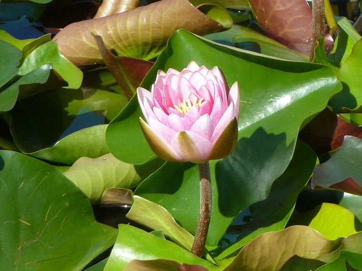 a pink flower sitting on top of green leaves, by Robert Brackman, flickr, waterlily pond, from wheaton illinois, afternoon sunshine, float