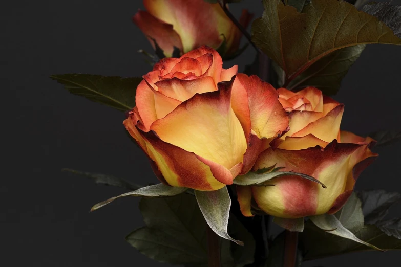 a close up of a bunch of flowers in a vase, a digital rendering, pixabay, romanticism, crown of mechanical peach roses, yellows and reddish black, ultra realistic detail, really close - up shot