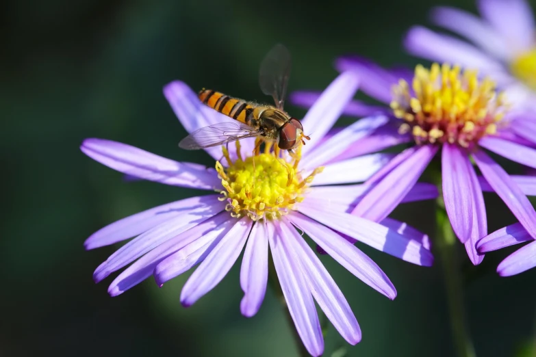 a bee sitting on top of a purple flower, a macro photograph, shutterstock, figuration libre, daisy, flies, flash photo