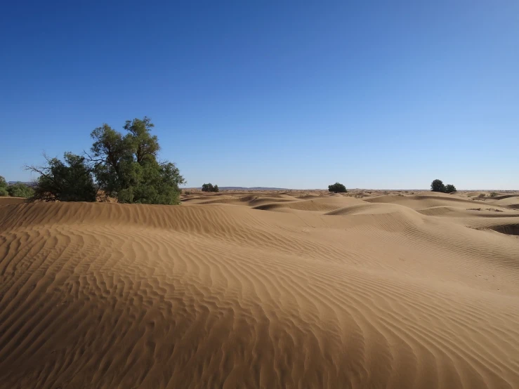 a lone tree in the middle of a desert, hurufiyya, dunes in the background, lots of trees, floating spiral sand, sand piled in corners