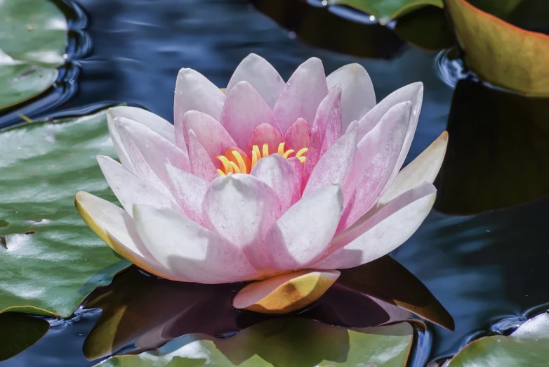 a pink water lily floating on top of a body of water, inspired by Ethel Schwabacher, pixabay, hurufiyya, closeup 4k, wikimedia commons, beautiful sunny day, realistic flowers oil painting