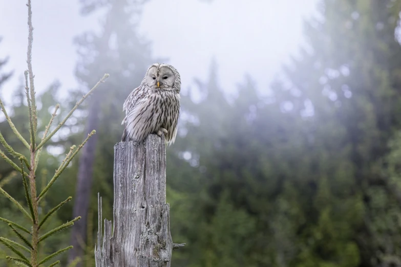 a small owl sitting on top of a wooden post, inspired by Robert Bateman, shutterstock, in the foggy huge forest, wide shot photo, haida, taken with canon 5d mk4