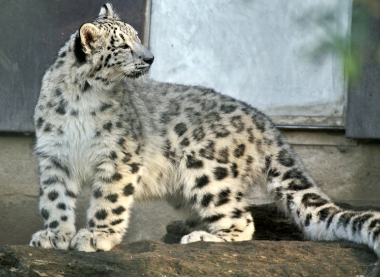 a snow leopard sitting on top of a rock, by Dave Allsop, flickr, right hand side profile, white with chocolate brown spots, in the zoo exhibit, fluffy full of light