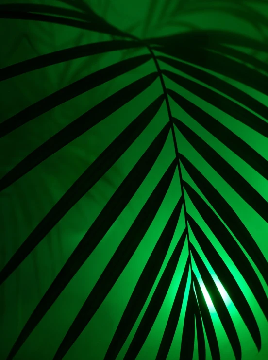 a close up of a palm leaf on a green background, abstract illusionism, ancient interior tent background, glowing with colored light, the background is black, volumetric light and shadow