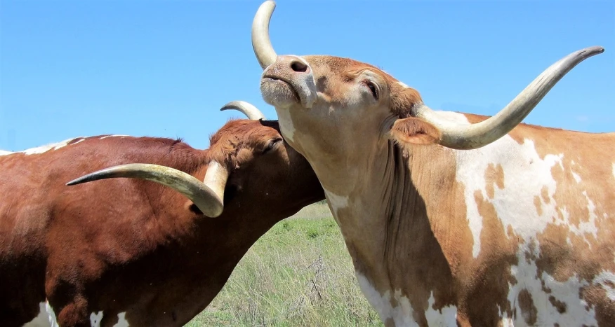 a couple of cows standing on top of a lush green field, by Pamela Ascherson, unsplash, romanticism, kiss mouth to mouth, texas, devils horns, close-up fight