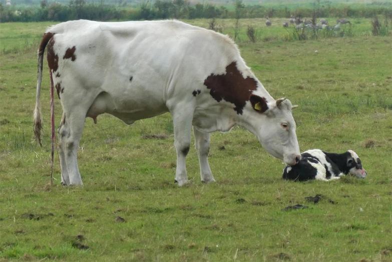 a cow standing next to a baby cow in a field, a photo, by Abraham van Beijeren, flickr, renaissance, white with black spots, 2 0 5 6 x 2 0 5 6, licking out, photo ( far _ shot )