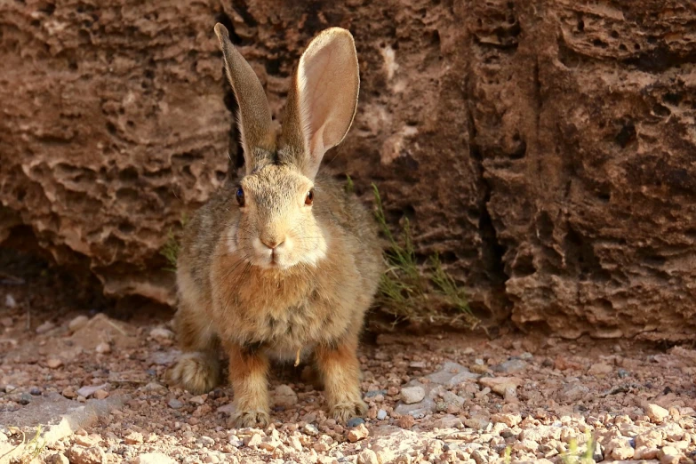 a rabbit that is standing in the dirt, a portrait, by Linda Sutton, shutterstock, hurufiyya, in the dry rock desert, very sharp photo, big ears, stock photo