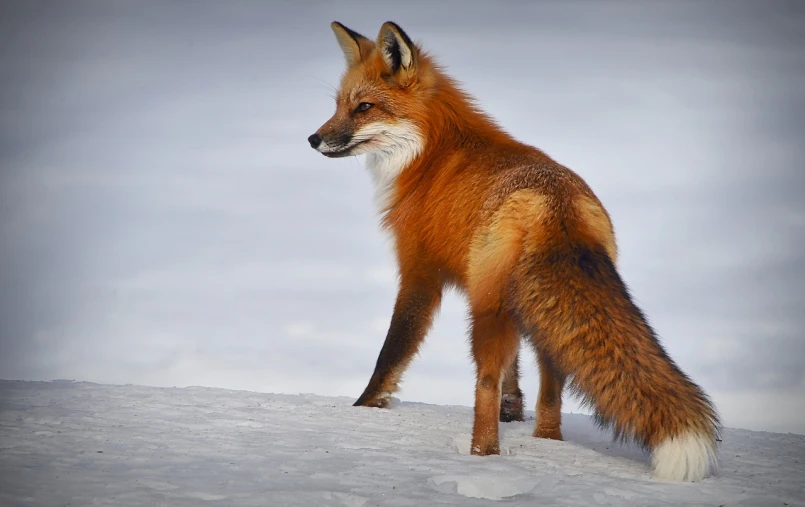 a red fox standing on top of a snow covered slope, a photo, flickr, shiny skin”, fox legs, in profile, the fox-like evolution pokemon