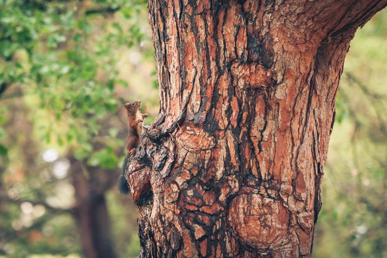 a close up of a tree trunk with a bird on it, a photo, by Jacob Kainen, ((sharp focus)), utah, servant squirrels, cinematic shot!