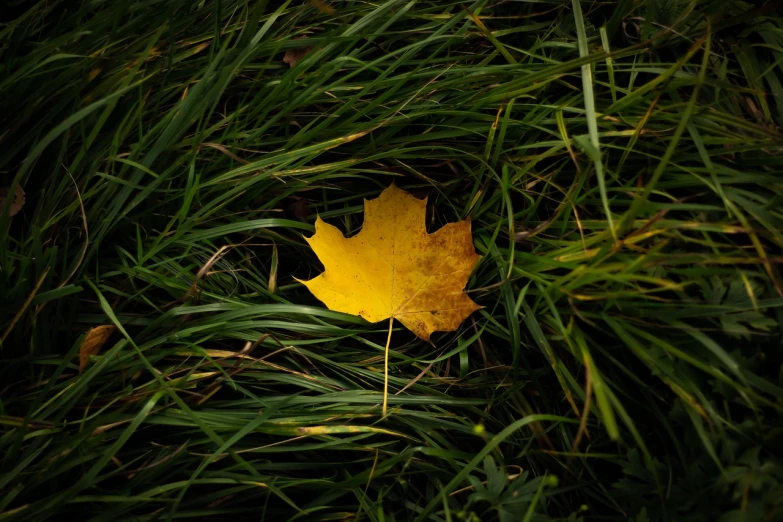 a yellow leaf sitting on top of a lush green field, by Andrew Domachowski, on a dark swampy bsttlefield, lying on an empty, in field high resolution, sycamore